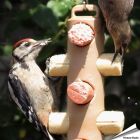 Energierollenpaket - Energierollen (12 x 90g) + Halter - Hoezo-Kado