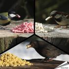 Probierpaket - Leckerbissen (3 x 550g)