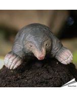 DecoAnimal - Maulwurf