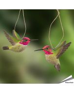 DecoBird - Annakolibri