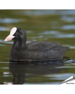 Bläßhuhn (Fulica atra) | Handgeschnitzt | Vogelmodell