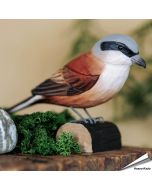 Handgeschnitzter Neuntöter in Naturgrösse ✔️ Mit ungiftigen Farben naturgetreu bemalt ✔️ Originelles Geschenk für Vogel- und Naturliebhaber ✔️ Kaufe online bei Hoezo-Kado