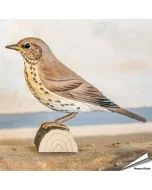 Singdrossel (Turdus philomelos) | Handgeschnitzt | Online kaufen - Hoezo-Kado