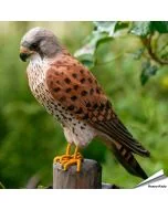 DecoBird Turmfalke aus Holz mit grauem Kopf, rotbraunem Rücken und feiner Brustzeichnung. Dekorativer Vogel für den Innenbereich.