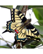 Die DecoButterfly Serie von WildlifeGarden kann sowohl als Dekoration wie auch als Geschenk verwendet werden.