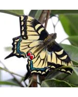 Die DecoButterfly Serie von WildlifeGarden kann sowohl als Dekoration wie auch als Geschenk verwendet werden.