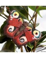 DecoButterfly Dagpauwoog van Wildlife Garden. Handgesneden houten koelkastmagneet met opvallende oogvlekken en metalen draad voor decoratie bij bloemen of planten.