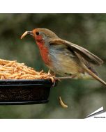 Gedroogde meelwormen