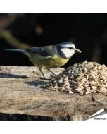 Sonnenblumenkerne geschält für Wildvögel - Hoezo-Kado