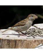 Gestreifte Sonnenblumenkerne für Wildvögel in 1 kg Verpackung ✔️ Hoher Energiegehalt ✔️ Flexibel verwendbar ✔️ Natürlich & qualitätsbewusst ✔️ Bestelle jetzt bei Hoezo-Kado