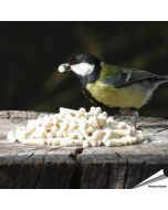 Fett-Leckerbissen mit Mehlwürmer für Kohlmeisen
