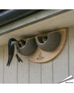 Nisthilfe für Mehlschwalben mit 2 Nistschalen ✔️ Mehlschwalbennest ✔️ Schalenförmige Nisthilfe ✔️ Hochwertige Verarbeitung ➤ Bestelle direkt auf Hoezo-Kado