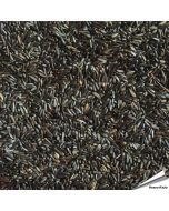 Niger-Samen für viele verschiedene Vogelarten ✔️ Hohen Gehalt an Fett und Eiweiß ✔️ Hochwertiges Einzelfuttermittel für Wildvögel ✔️ Direkt online bestellen bei Hoezo-Kado