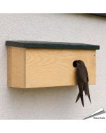 Aus diesem Grund ist die Anbringung eines Nistkasten für Mauersegler eine ideale Alternative um dieser Vogelart zu helfen. Die Einfliegöffnung (60 x 30mm) ist speziell für den Mauersegler auf Mass gemacht.