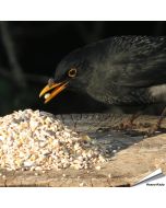 Aniculis - Premium Wildvogelfuttermischung mit Anissamen ✔️ Anissamen können das Immunsystem stimulieren ✔️ Ganzjährig - Für Gartenvögel ✔️ Online kaufen bei Hoezo-Kado