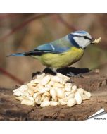 Äusserst hochwertige, blanchierte Erdnüsse für Vögel ✔️ Reich an Ballaststoffen, Ölen und Proteinen ✔️ Ganzjähriges, energiereiches Wildvogelfutter ➤ www.hoezo-kado.de