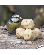 Premium Mini-Meisenknödel mit Insekten - für Gartenvögel - erhältlich auf www.hoezo-kado.de