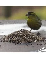 Aniculis Wildvogel-Futtermischung speziell für Samenfresser ✔️ Vielseitige Saatenmischung - Naturnah und artgerecht ✔️ Reich an Energie und Nährstoffen ➤ Bestelle online bei Hoezo-Kado