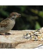 Premium Vogelfuttermischung - Weizenfrei (1 kg)