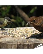 Wildvogelfutter - Weizenfrei in Premium Qualität ✔️ Ausgewogene Futtermischung für Wildvögel ✔️ Ganzjährig - Für Gartenvögel ➤ Online bestellen bei Hoezo-Kado