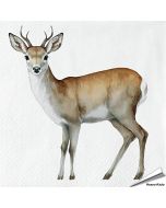 Servietten - Reh-Motiv | 20 Stück | Hoezo-Kado
