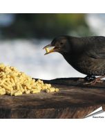 Traktaties met insecten voor wilde vogels - www.hoezo-kado.nl