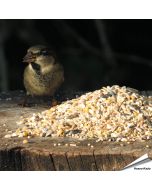 Premium Futtersäulen-Mix mit Anissamen