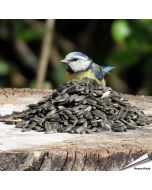 Schwarze Sonnenblumenkerne f&uuml;r Wildv&ouml;gel