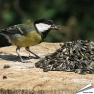 Schwarze Sonnenblumenkerne sind eine der meist beliebten Futtersorten von Gartenvögeln und enthalten einen hohen Anteil an ungesättigten Proteinen und Ölen - Bestelle bei Hoezo-Kado