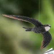 DecoBird - Mauersegler