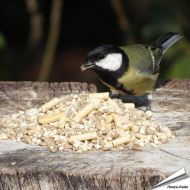 Futtermischung für kleine Vögel - Hi-Energy (2 kg)