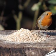 Hochwertige Futtermischung für kleine Vögel | Original | Hoezo-Kado