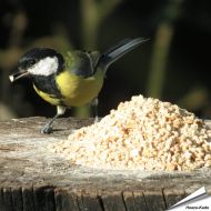 Gehackte Erdnüsse für Wildvögel - Nahrhafte und energiereiche Ergänzung - Hoezo-Kado