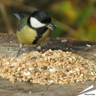 Premium-Samenmischung für Gartenvögel von Aniculis ✔️ Mit sorgfältig ausgewählten Samen und Getreide ✔️ Perfekt für die ganzjährige Fütterung ➤ Online kaufen auf www.hoezo-kado.de