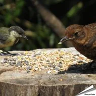 Wildvogelfutter - Weizenfrei in Premium Qualität ✔️ Ausgewogene Futtermischung für Wildvögel ✔️ Ganzjährig - Für Gartenvögel ➤ Online bestellen bei Hoezo-Kado