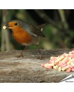 Leckerbissen-Mix - Insekten & Beeren