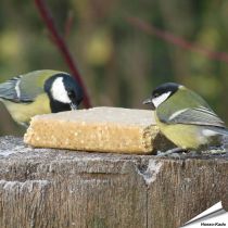 Aniculis - Vegetarischer Fettblock (Vegan) mit Erdnüssen