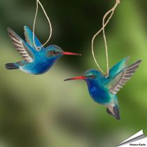 Breitschnabelkolibris (Cynanthus latirostris) | Handgeschnitzt