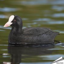 Bläßhuhn (Fulica atra) | Handgeschnitzt | Vogelmodell