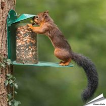 Eichhörnchen-Futterautomat aus Metall