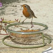 I love Robins - Grundfuttertisch
