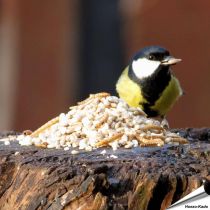 Futtermischung für kleine Vögel - Hi-Protein
