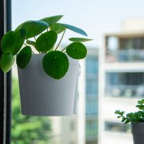 Raambloempot Wit - Creëer een groen raam met deze raambloempotten |Hoezo-Kado onlineshop