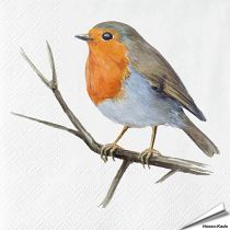 Servietten - Rotkehlchen - Print | 20 Stück | Hoezo-Kado