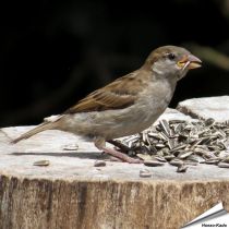 Gestreifte Sonnenblumenkerne für Wildvögel in 1 kg Verpackung ✔️ Hoher Energiegehalt ✔️ Flexibel verwendbar ✔️ Natürlich & qualitätsbewusst ✔️ Bestelle jetzt bei Hoezo-Kado