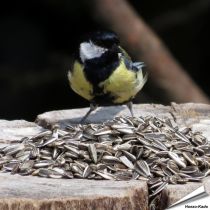 Gestreifte Sonnenblumenkerne (2.5 kg)