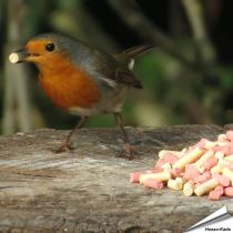 Leckerbissen-Mix - Insekten & Beeren