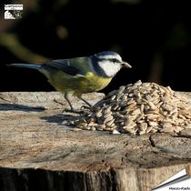 Geschälte Sonnenblumenkerne (12.75 kg)