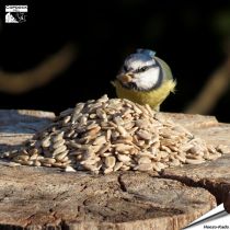 Geschälte Sonnenblumenkerne (2 kg)