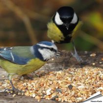 Aniculis Premium Wildvogel-Samenmischung